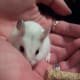 handle-hamster