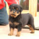 A Rottie puppy.