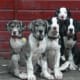 Great Dane puppies.