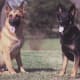German Shepherds.