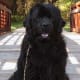 A Newfoundland dog.