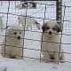 Great Pyrenees puppies.