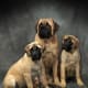 Mastiffs.