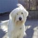 An Irish Wolfhound.