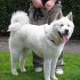 An Akita.
