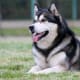 An Alaskan Malamute.