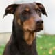 A brown Doberman Pinscher.