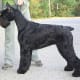 An adult Giant Schnauzer.