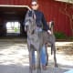 A full-grown Great Dane.