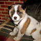 An Akita puppy.
