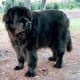 A Newfoundland dog.