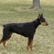 A black Doberman Pinscher.