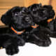 Giant Schnauzer puppies.