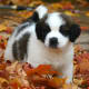 A St. Bernard puppy.