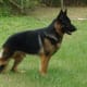 A German Shepherd.