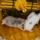 hamsters-communicate