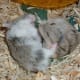 hamsters-communicate