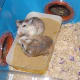 hamsters-communicate