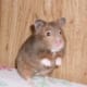 hamsters-communicate