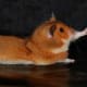 hamsters-communicate