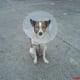 perineal-hernia-in-dogs