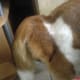 This is Peso before his 1st Perineal Hernia Surgery