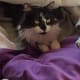 cat-behavior-interesting-facts-about-your-cat