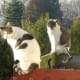 cat-behavior-interesting-facts-about-your-cat