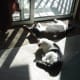 The sunlight is good for them,good for resting and relaxing