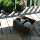 My Ethel recently passed at 17, she loved hanging out in a box on the porch taking in the fresh air