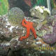 Orange starfish and coral