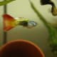 Guppies are peaceful community fish that are compatible with african dwarf frogs.