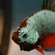 Betta fish can be kept with ADF's as long as there is no aggression between them.