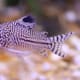 Corydoras catfish are lively yet gentle additions to a dwarf frog tank.