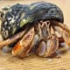 Its claw is the same color as its legs, and it has some variation of color . . .
