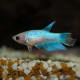 Females are plainter in appearance, but can be kept with other bettas.