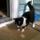 Keep a water dish in various locations