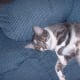 the-odd-creatures-we-call-cats