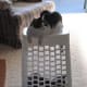the-odd-creatures-we-call-cats