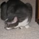 the-odd-creatures-we-call-cats