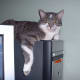 the-odd-creatures-we-call-cats