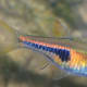 Cheap rasbora from Petco's $1 sale