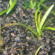 Dwarf Sag.