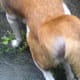 At this point Peso was already feeling uncomfortable, trying his luck to urinate