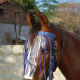 horses-in-india-the-native-marwari-horse