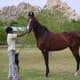 horses-in-india-the-native-marwari-horse