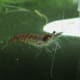 Red Cherry Shrimp