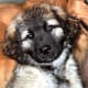 Scala the Leonberger with Sam the golden retriever in the background