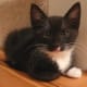 tuxedo-cat-names