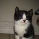 tuxedo-cat-names